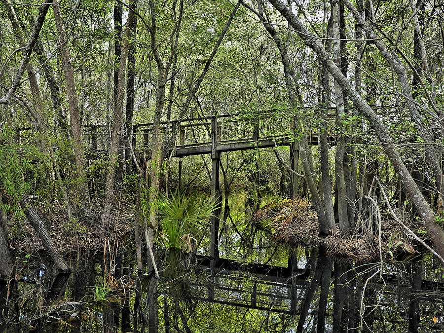 Spring Photograph - Swamp Ways by Laura Ragland