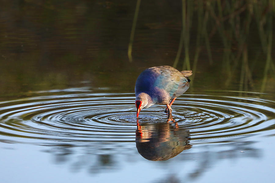 Swamphen Photograph by Juergen Roth