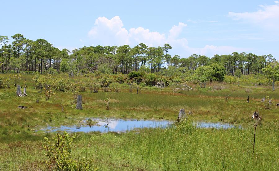 Swampland of St Andrews State Park Photograph by Selena Lorraine - Fine ...