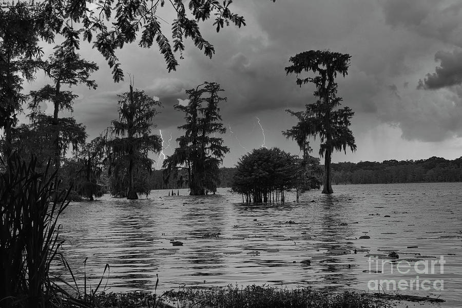 Swamps Louisiana Lake Martin  Photograph by Chuck Kuhn
