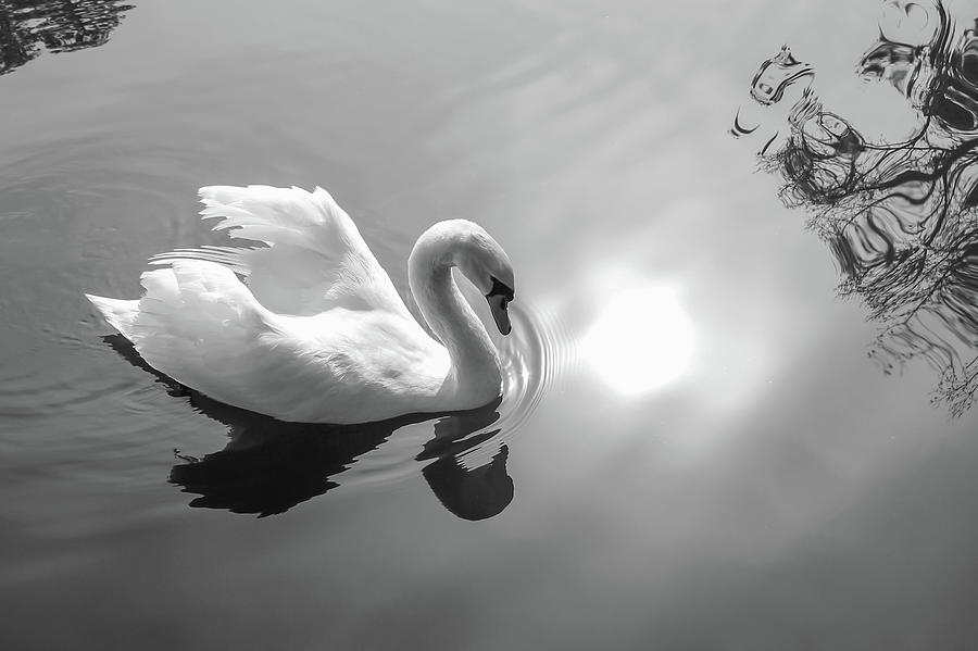 Swan 2 Photograph by Cindy Robinson