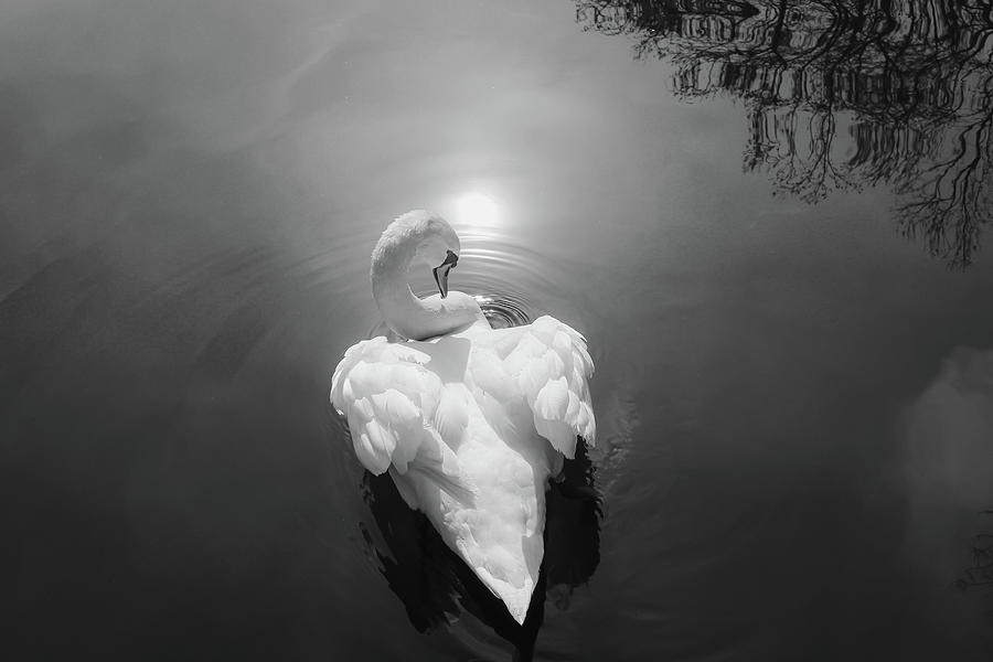 Swan 3 Photograph by Cindy Robinson