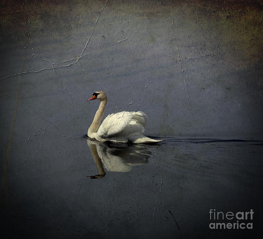Swan 4 Photograph by Esko Lindell