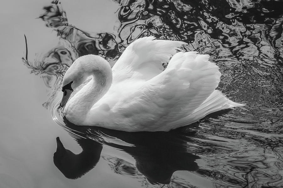 Swan 6 Photograph by Cindy Robinson