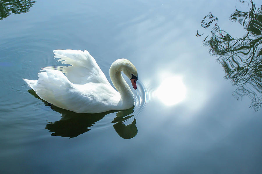 Swan 7 Photograph by Cindy Robinson