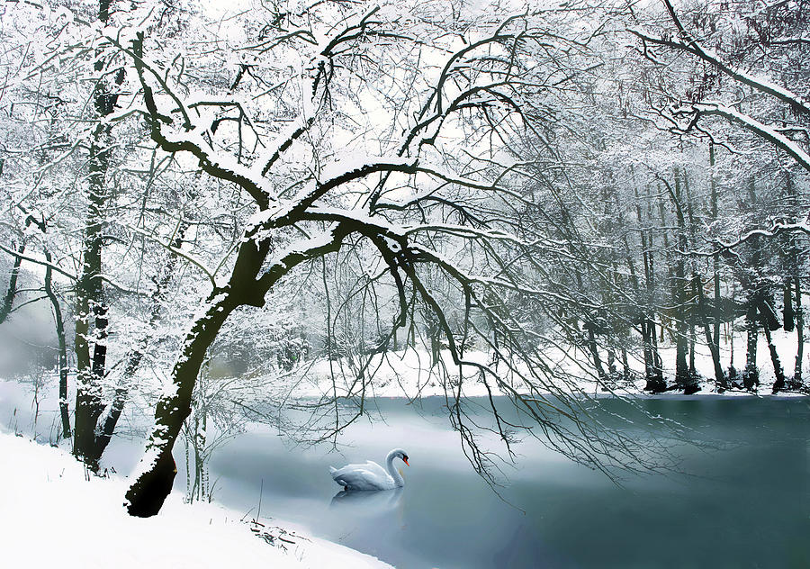 Winter Photograph - Swan a Swimming by Jessica Jenney