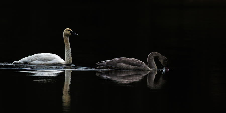 Swan and Cygnet Photograph by Michelle Pennell
