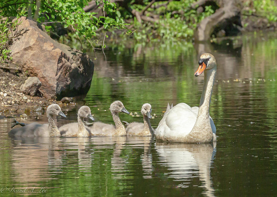 Mute Swan and Cygnets Photograph by David Lee