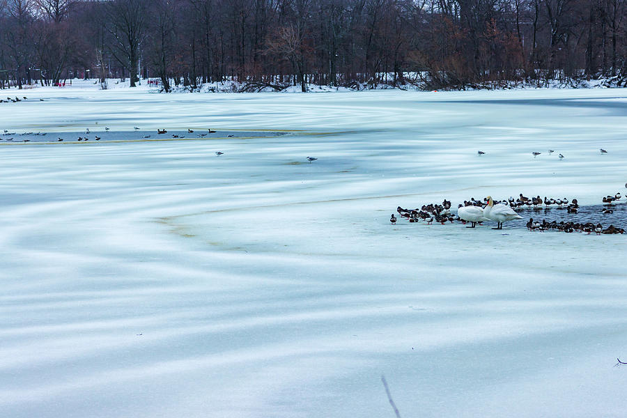 Swan and Ducks Resting on a Frozen Lake Photograph by Auden Johnson