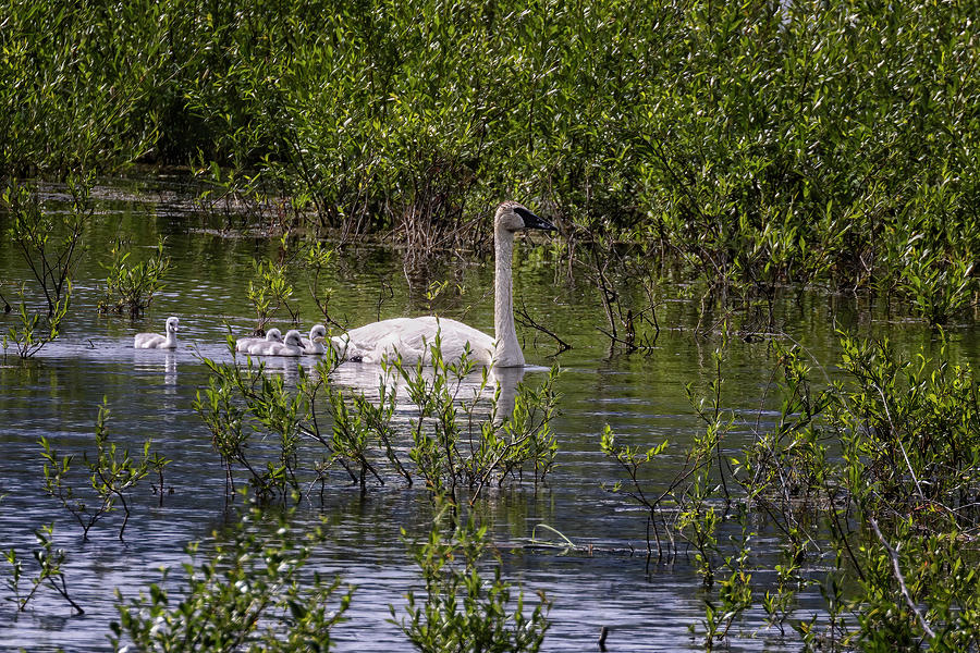 Swan and Four Cyngets Photograph by Belinda Greb
