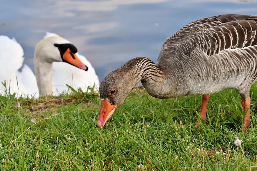 Swan and Goose Photograph by Natureco Picture - Fine Art America