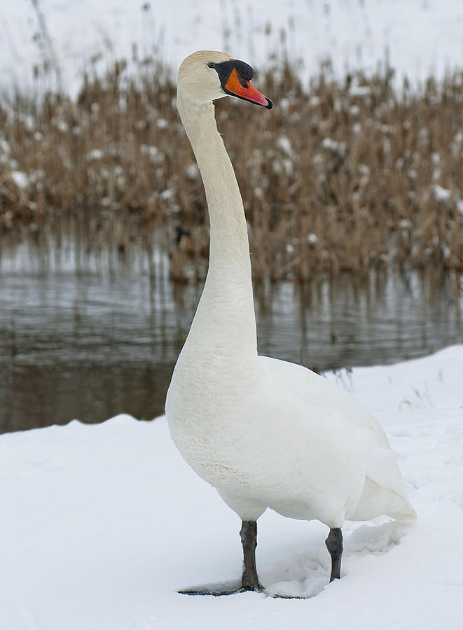 Swan and snow Photograph by John Dickson