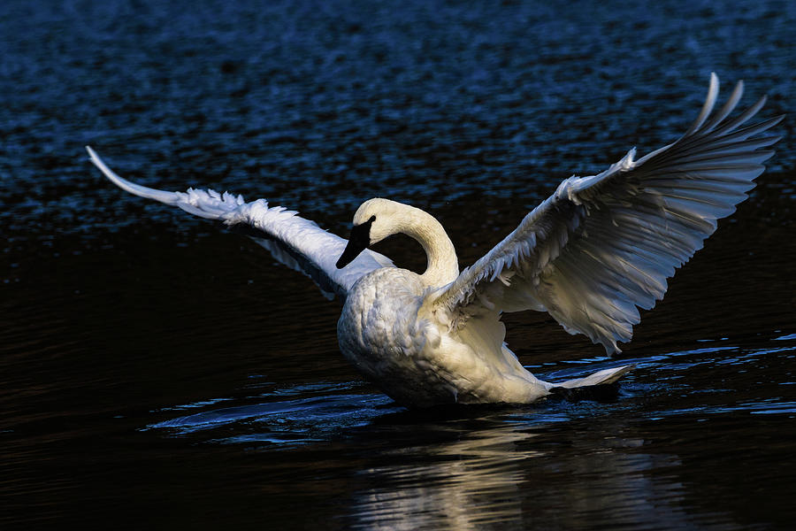 Swan Angel Photograph by Michelle Pennell