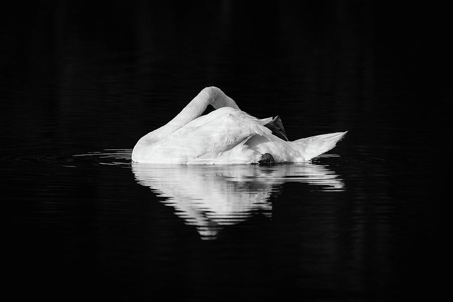 Swan Art Photograph by Martin Vorel Minimalist Photography