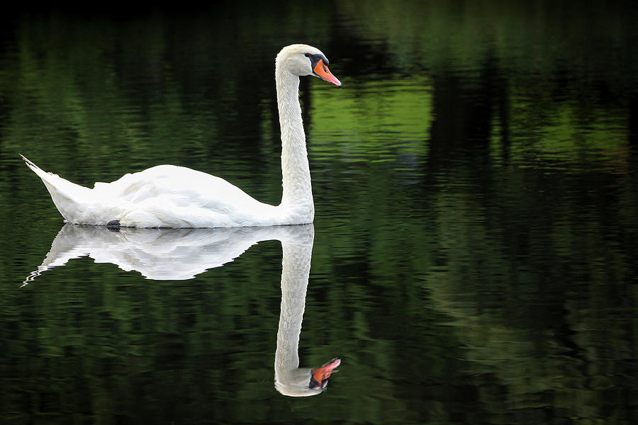 Swan at Spring Lake Photograph by Robert Carter