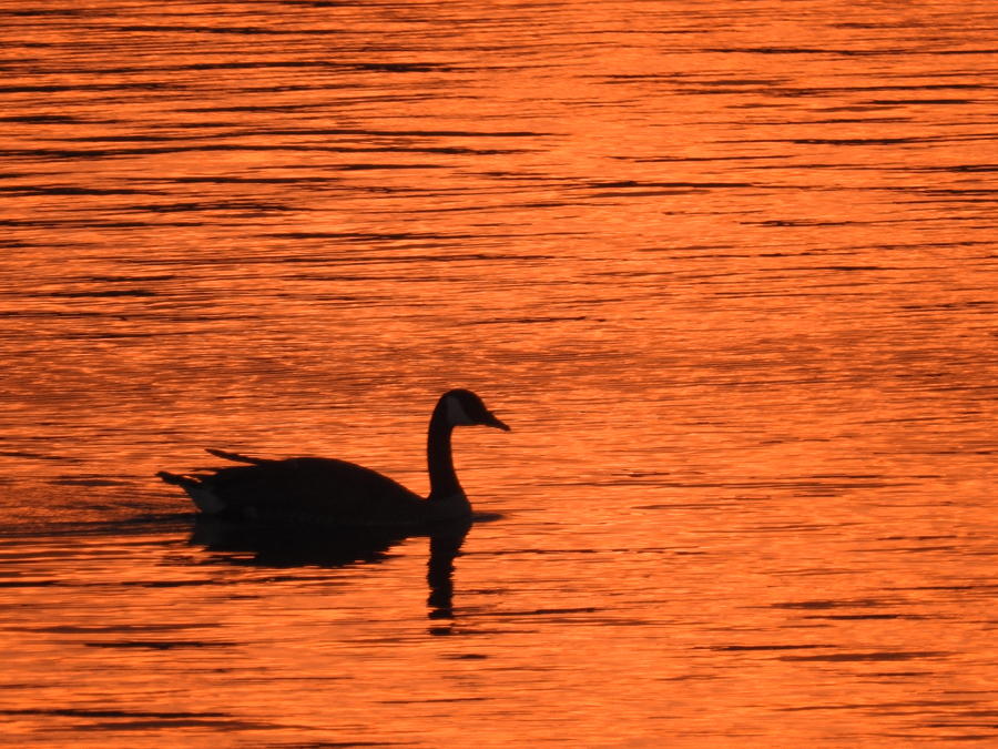 Swan at Sunset Photograph by Barbara Ebeling