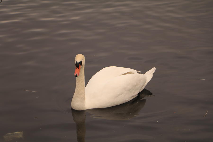 Swan Photograph - Swan at Witton Lakes by Tony Murtagh