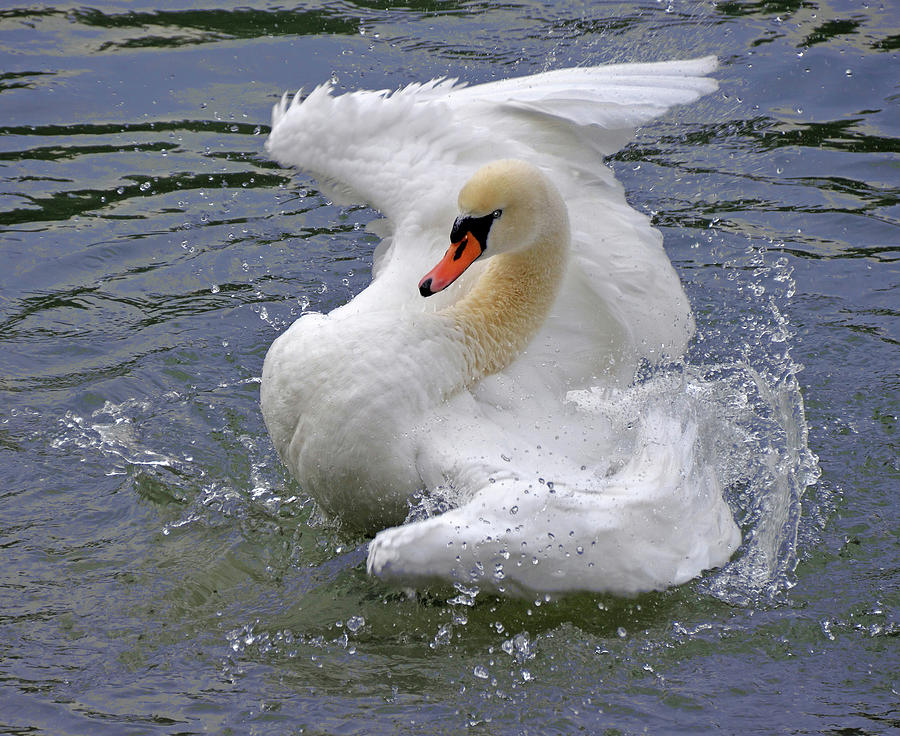 Swan Photograph - Swan Bathing  by Nicola Fusco