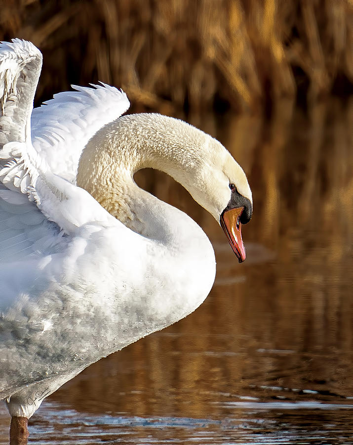 Swan Beauty Photograph by Judi Dressler