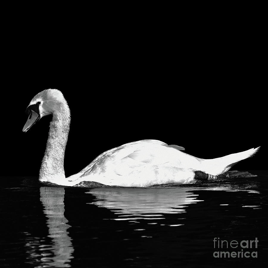 Swan - Black and White Photograph by Yvonne Johnstone