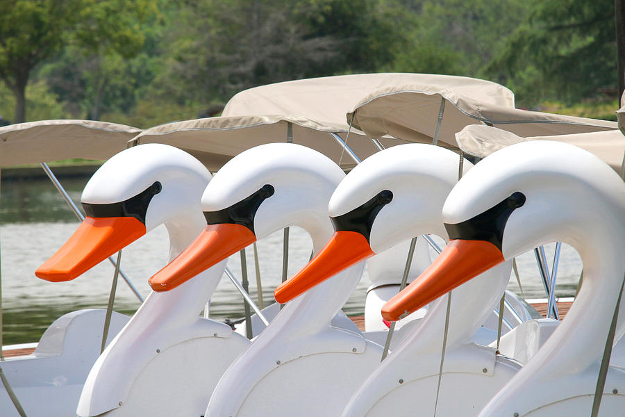 Swan Boat Line-Up Photograph by Art Block Collections