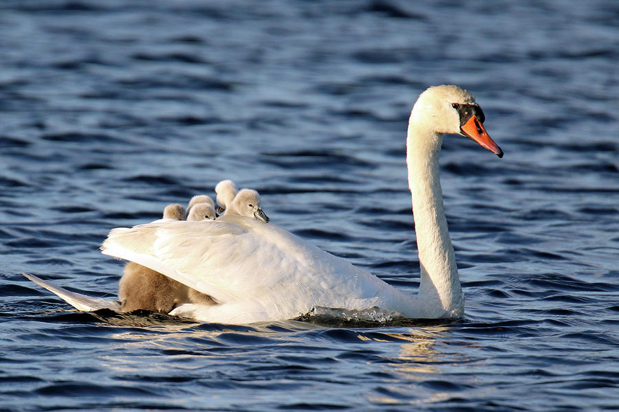 Swan Photograph - Swan Boat by Sue Feldberg
