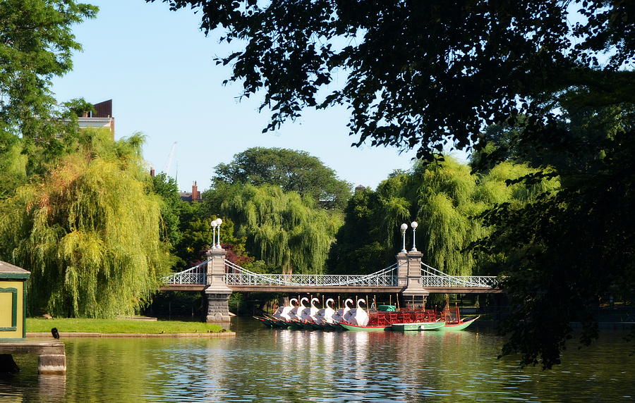 Swan Boats on Boston Commons Lagoon Photograph by Carla Parris