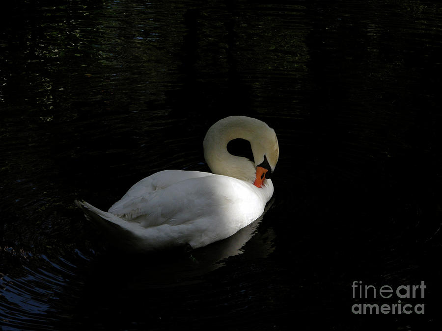 Swan Photograph by Brenda Harle