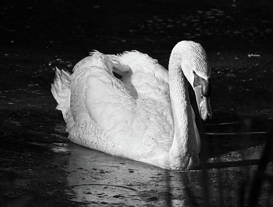 Swan /bw Photograph by Ronda Ryan