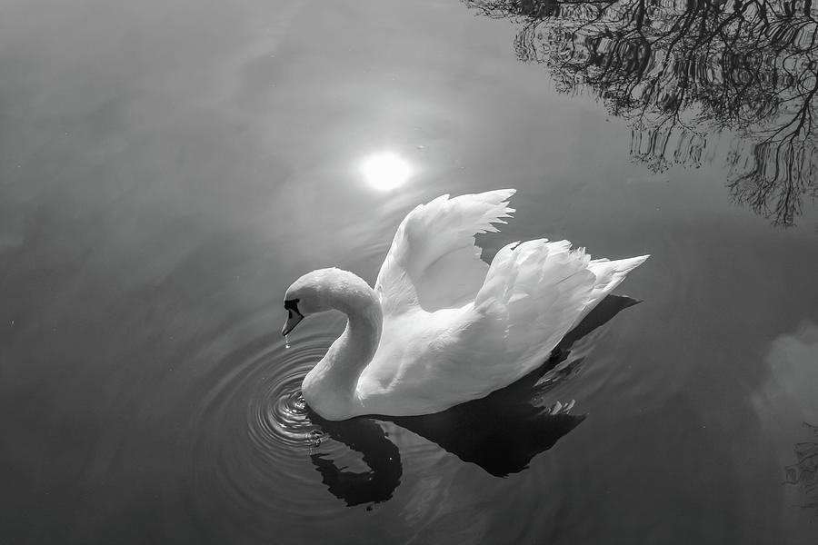 Swan Photograph by Cindy Robinson