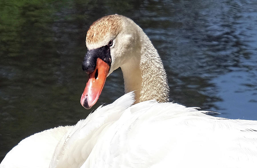 Swan closeup Photograph by Ronda Ryan