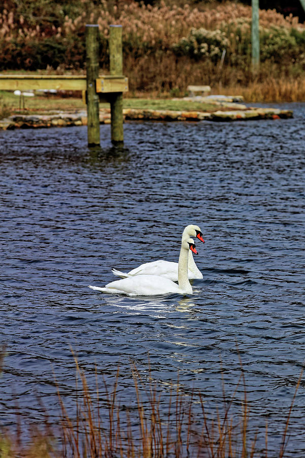 Swan Couple Photograph by Doolittle Photography and Art