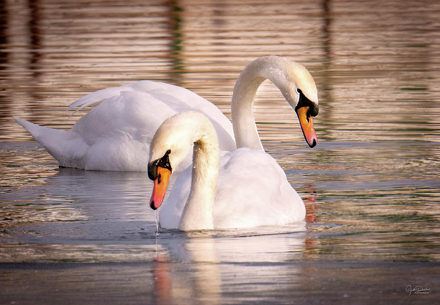 Swan Photograph - Swan Couple by Judi Dressler