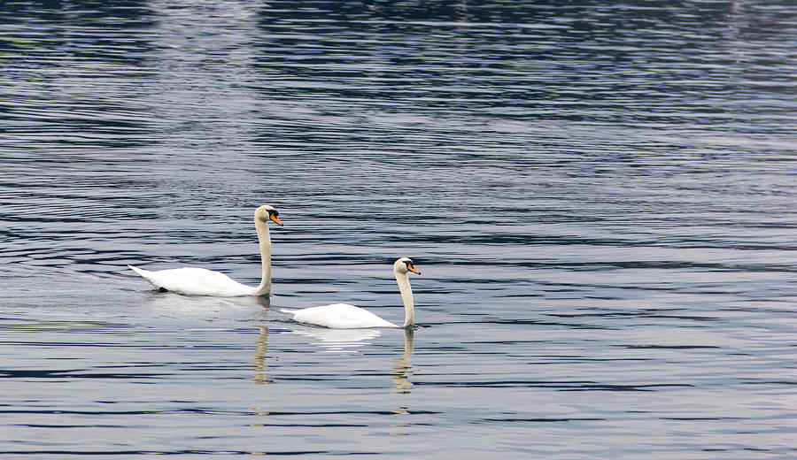 Swan Couple Photograph by Teresa Mucha