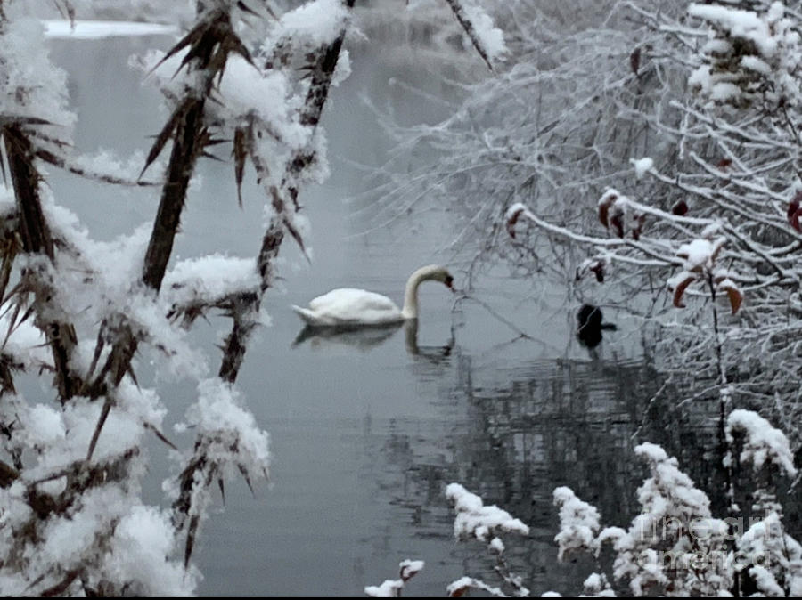 Swan curiosity Photograph by Ray Miller - Fine Art America