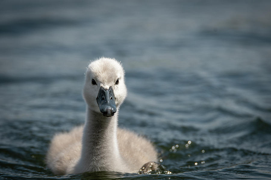 Swan Photograph - Swan Cygnet by Darren Wilkes