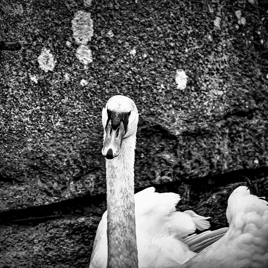 Swan, Cygnus olor BW #k5 Photograph by Leif Sohlman
