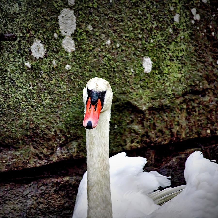 Swan, Cygnus olor #k5 Photograph by Leif Sohlman