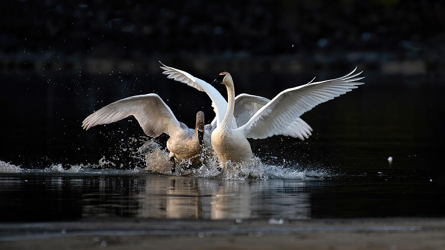 Swan Dance Photograph by Joy McAdams