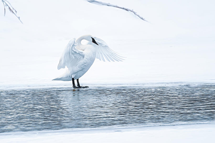 Swan Dance Photograph by Marcy Wielfaert
