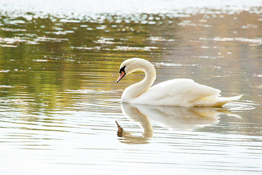 Bird Photograph - Swan Days by Karol Livote