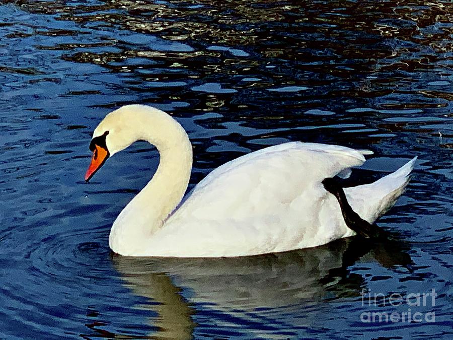 Swan Photograph by Dennis Richardson