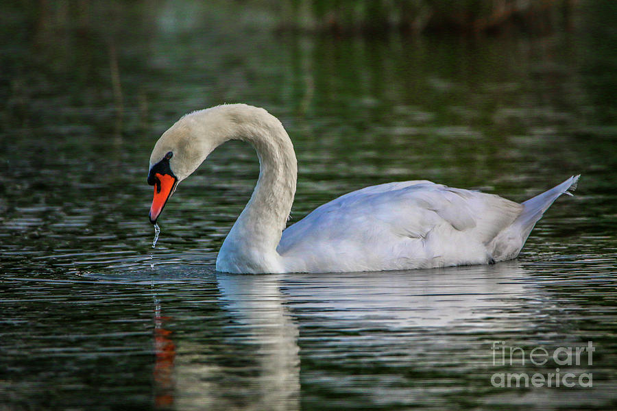 Swan Dribble Photograph by Tom Claud