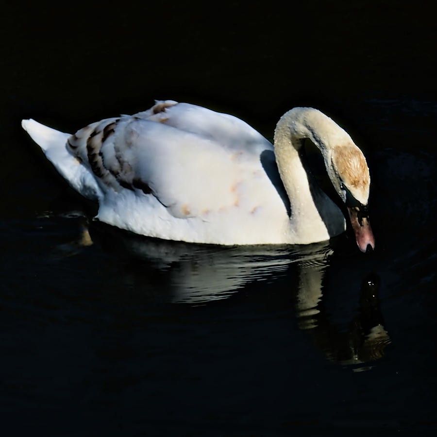 Swan Drinking on the Lake Photograph by Jeremy Hayden