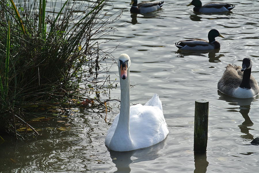 Swan Ducks And Goose Photograph by Lynne Iddon - Fine Art America