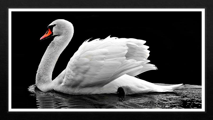 Swan Elegance Photograph by Nancy Ayanna Wyatt
