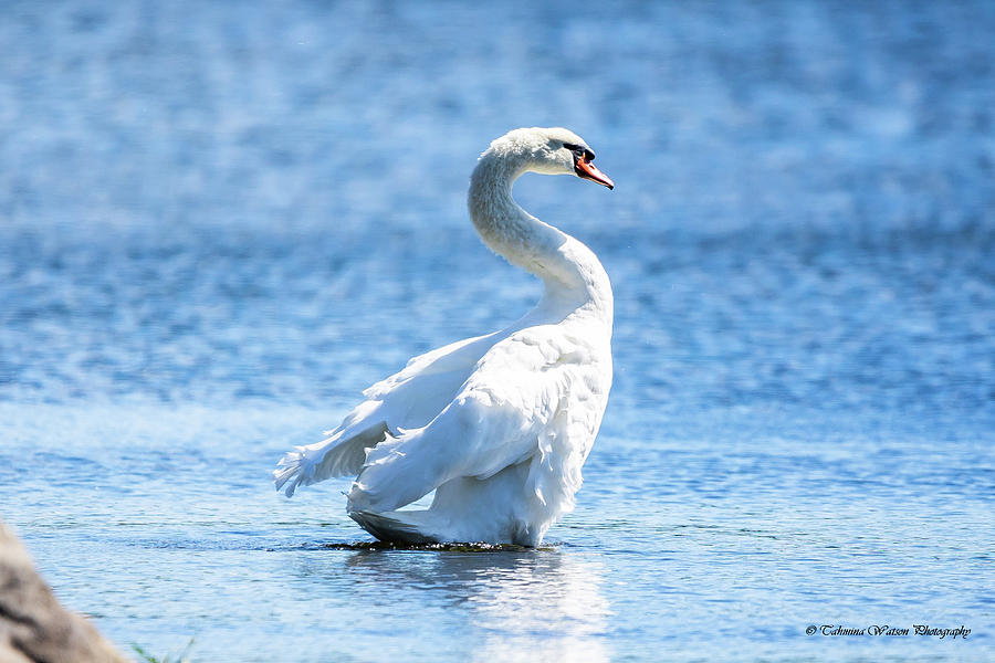 Swan Elegance Photograph by Tahmina Watson