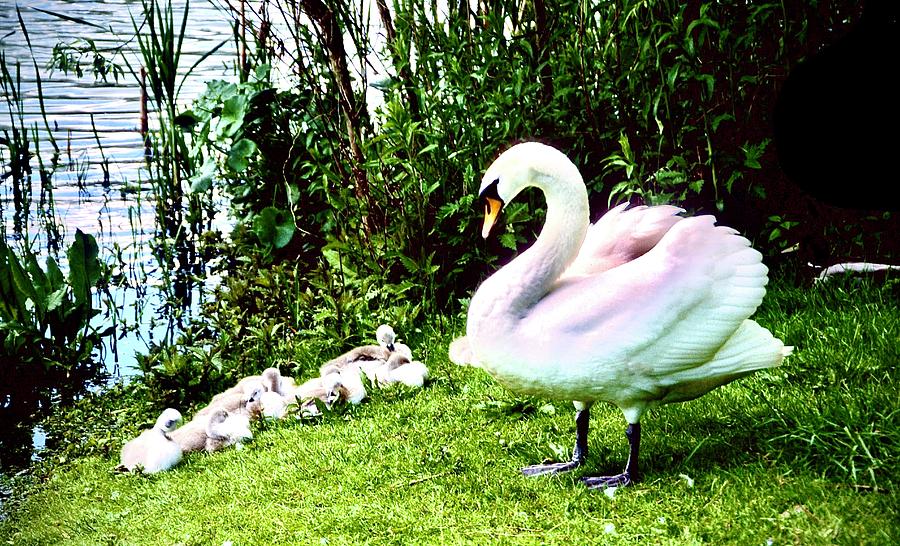 Swan Family Photograph by Gordon James