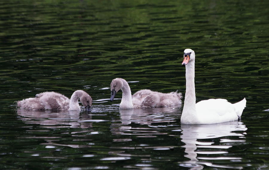 Swan Family Photograph by Jeff Townsend