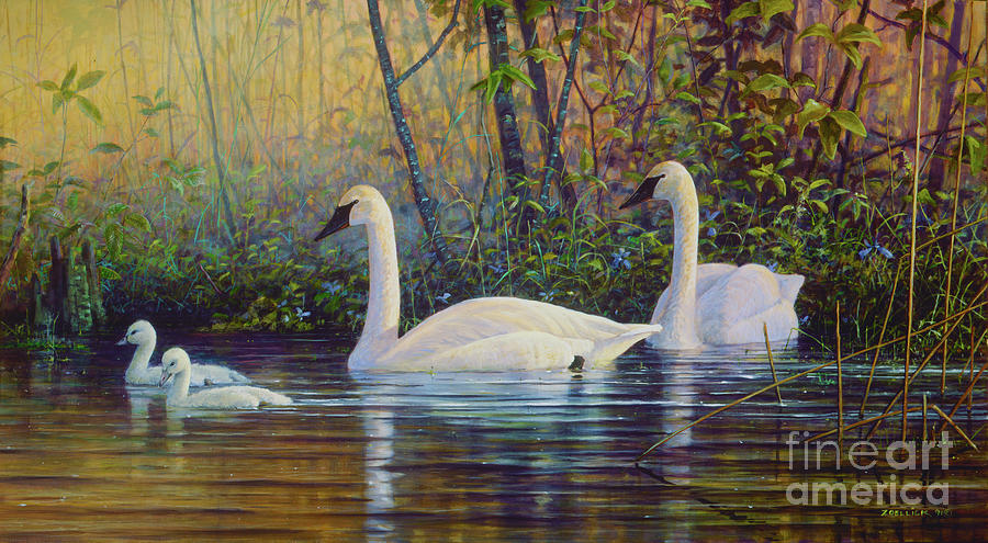 Swan Family Painting by Scott Zoellick